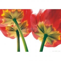 Fotomural FLOWERS-2878