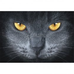 Fotomural GREY CAT-2882