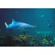 Fotomural SHARK-2883