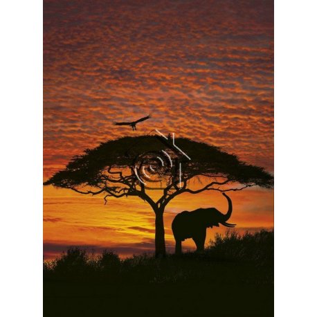 Fotomural African Sunset 4-501