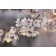 Fotomural Cherry Blossoms CW15494-8